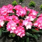 Yakushima-Rhododendron 'Fantastica' (Rhododendron yak. I)
