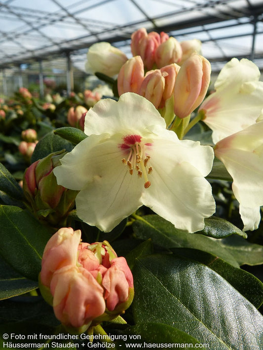 Yakushima-Rhododendron 'Flava' (Rhododendron yak. I)