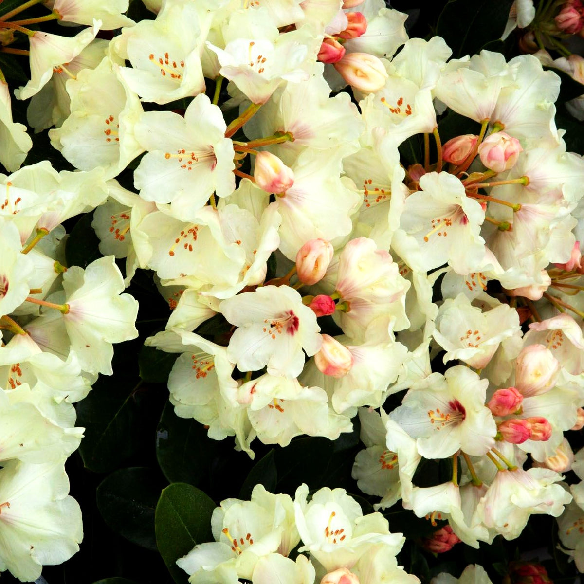 Yakushima-Rhododendron 'Flava' (Rhododendron yak. I) kaufen – pflanzenmax.de