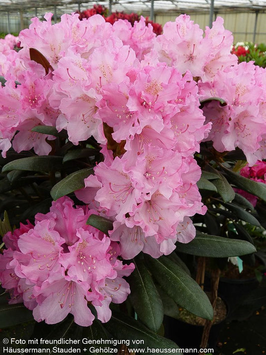 Yakushima-Rhododendron 'Kalinka' (Rhododendron yak. I)
