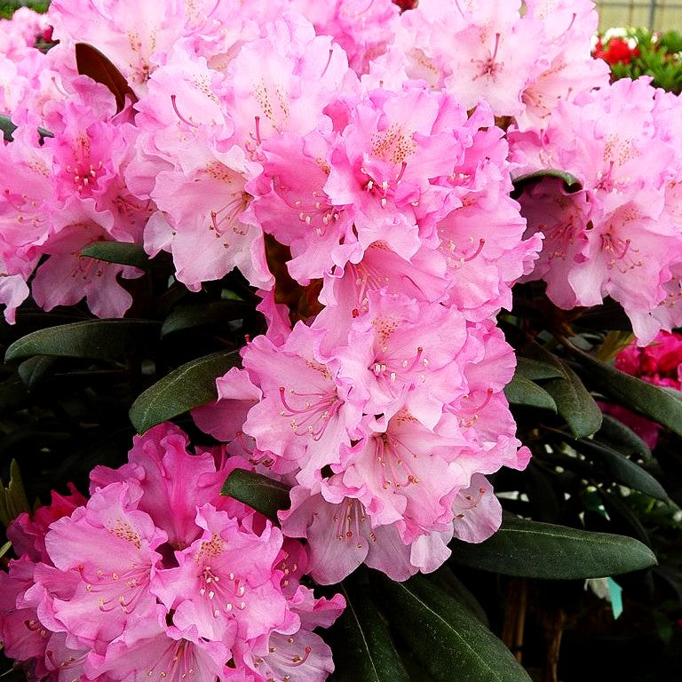 Yakushima-Rhododendron 'Kalinka' (Rhododendron yak. I)