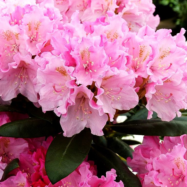 Yakushima-Rhododendron 'Kalinka' (Rhododendron yak. I)