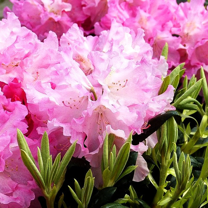 Yakushima-Rhododendron 'Kalinka' (Rhododendron yak. I)