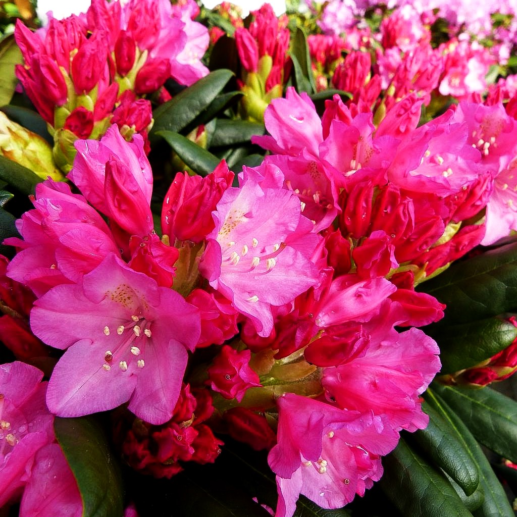 Yakushima-Rhododendron 'Kalinka' (Rhododendron yak. I)