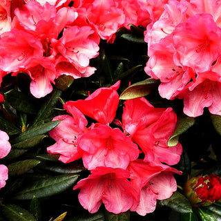 Yakushima-Rhododendron 'Karminkissen' (Rhododendron yak. II)