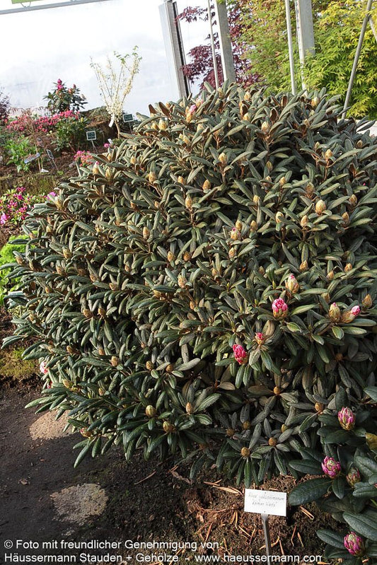 Yakushima-Rhododendron 'Koichiro Wada' (Rhododendron yak. II)