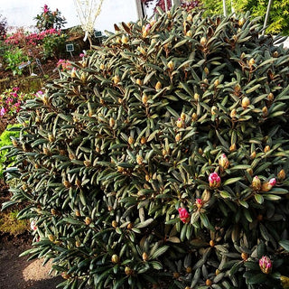 Yakushima-Rhododendron 'Koichiro Wada' (Rhododendron yak. II)