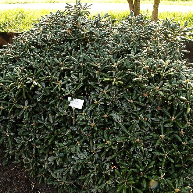 Yakushima-Rhododendron 'Koichiro Wada' (Rhododendron yak. II)