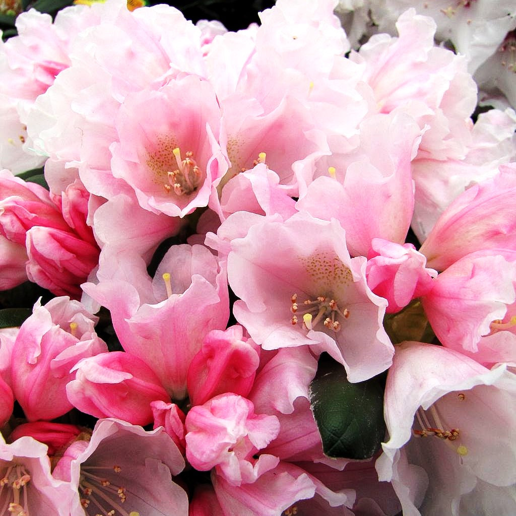 Yakushima-Rhododendron 'Koichiro Wada' (Rhododendron yak. II)
