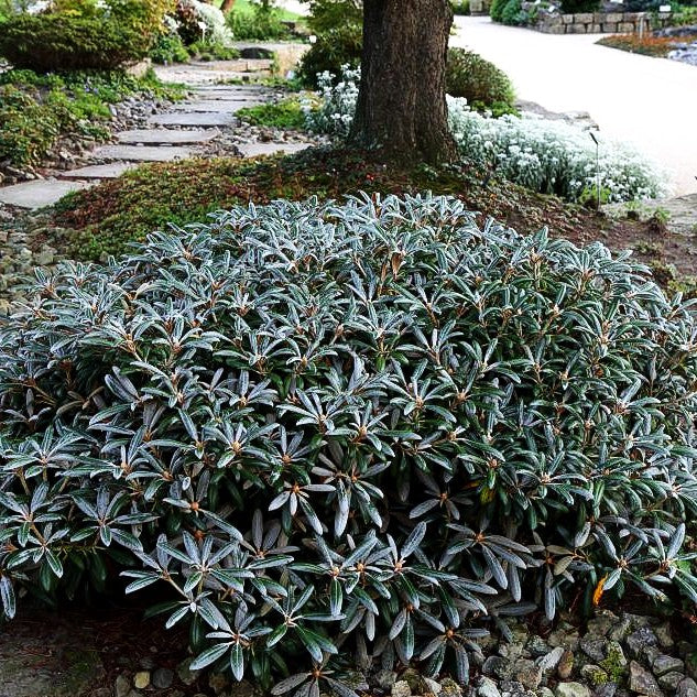 Yakushima-Rhododendron 'Koichiro Wada' (Rhododendron yak. II)