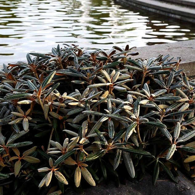 Yakushima-Rhododendron 'Koichiro Wada' (Rhododendron yak. II)