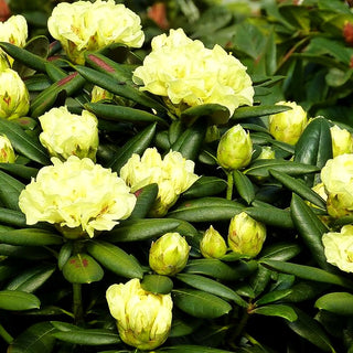 Yakushima-Rhododendron 'Lucinda' (Rhododendron yak. II)