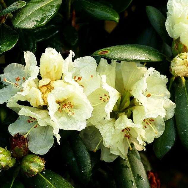 Yakushima-Rhododendron 'Lucinda' (Rhododendron yak. II)