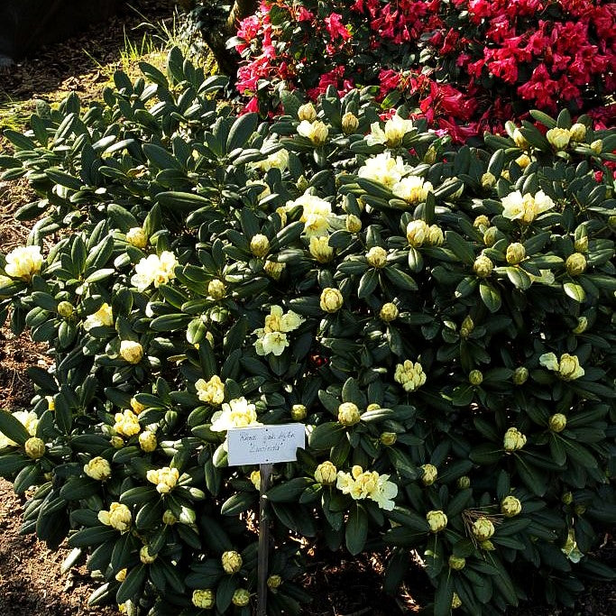 Yakushima-Rhododendron 'Lucinda' (Rhododendron yak. II)