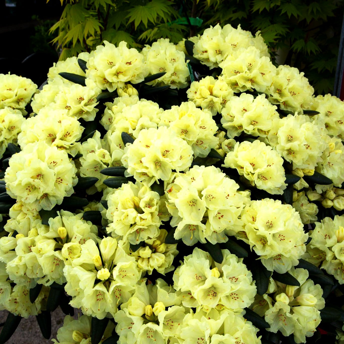 Yakushima-Rhododendron 'Lucinda' (Rhododendron yak. II)