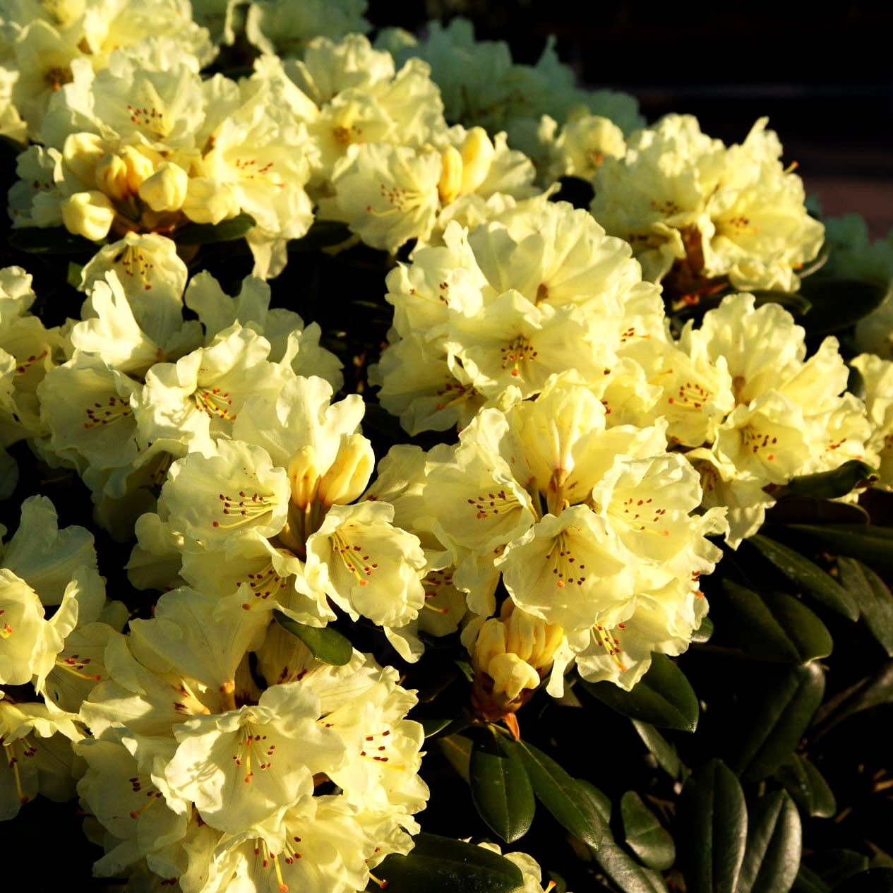 Yakushima-Rhododendron 'Lucinda' (Rhododendron yak. II)