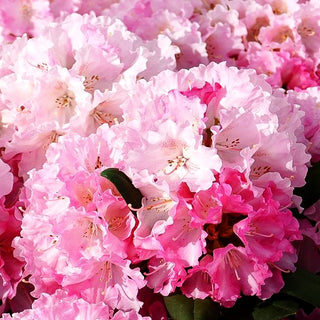 Yakushima-Rhododendron 'Marlis' (Rhododendron yak. I)