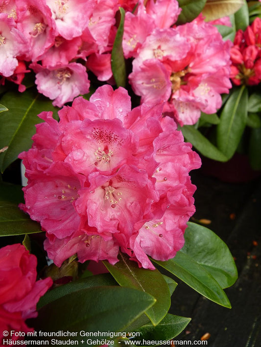 Yakushima-Rhododendron 'Morgenrot' (Rhododendron yak. I)