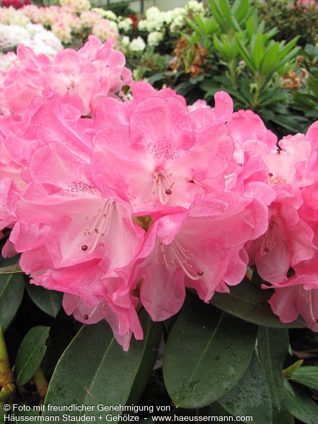 Yakushima-Rhododendron 'Morgenrot' (Rhododendron yak. I)