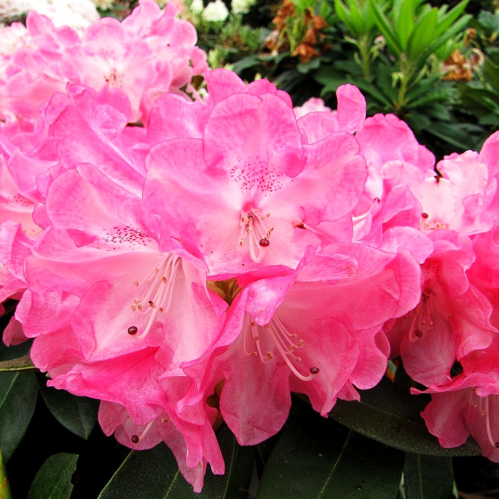 rhododendron yak morgenrot Yakushima-Rhododendron 'Morgenrot' (Rhododendron yak. I) kaufen –  pflanzenmax.de