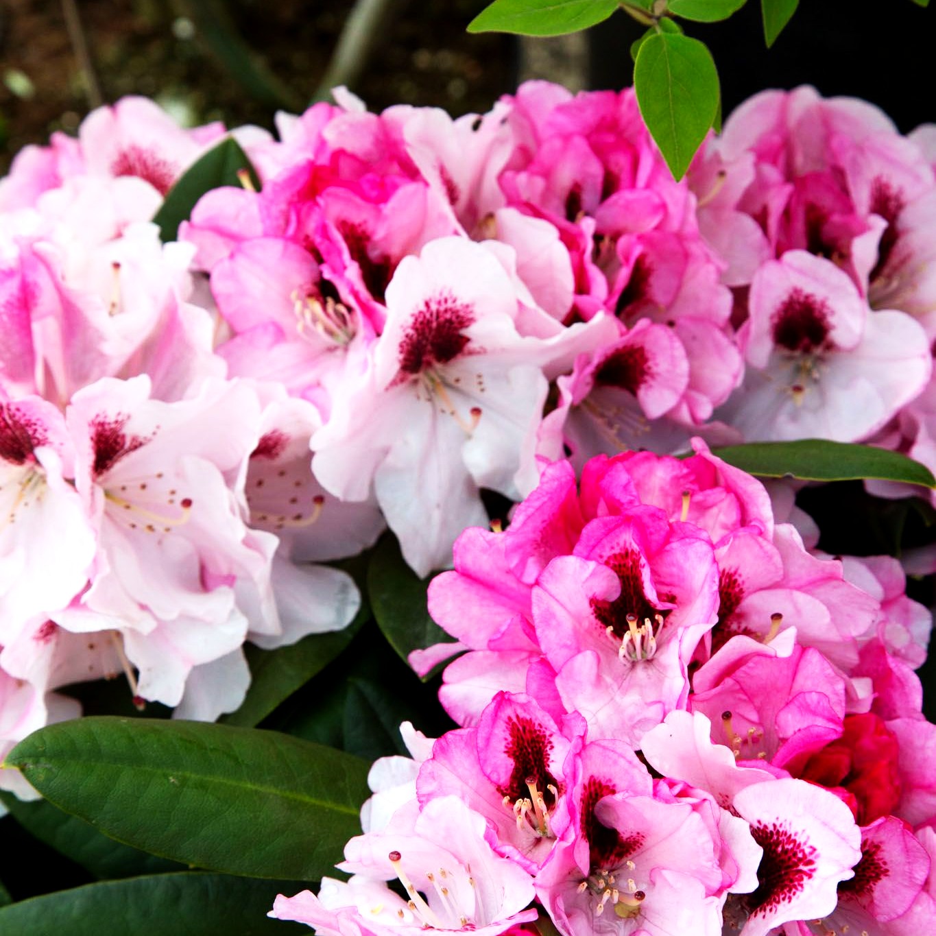 Yakushima-Rhododendron 'Nicoletta' (Rhododendron yak. II)