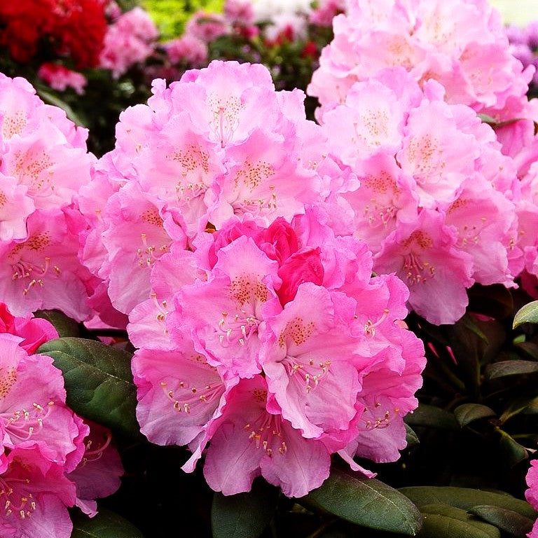 Yakushima-Rhododendron 'Polaris' (Rhododendron yak. I)