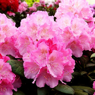 Yakushima-Rhododendron 'Polaris' (Rhododendron yak. I)