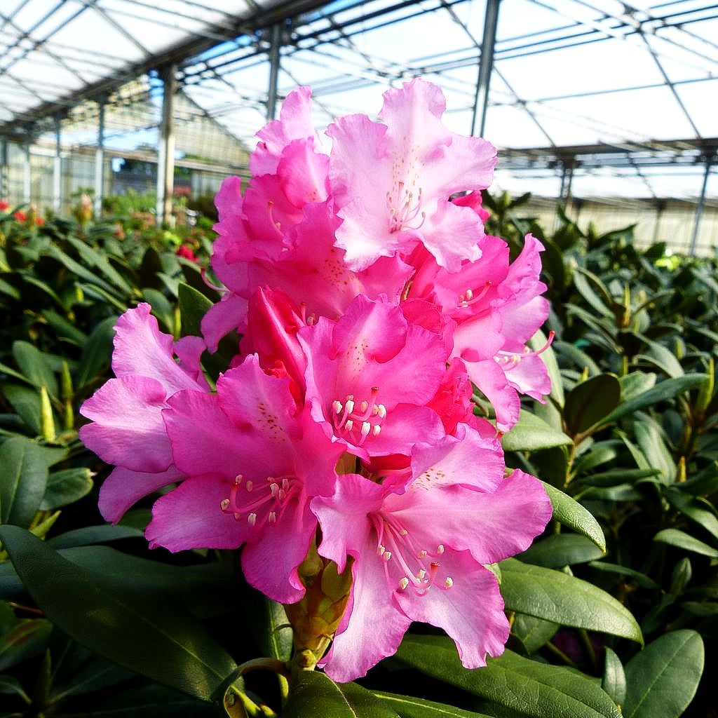 Yakushima-Rhododendron 'Polaris' (Rhododendron yak. I)