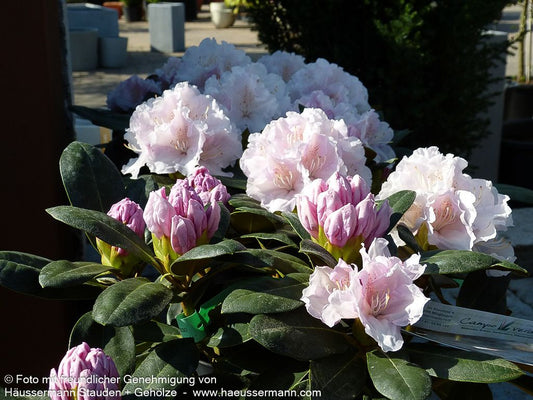 Yakushima-Rhododendron 'Schneekrone' (Rhododendron yak. I)