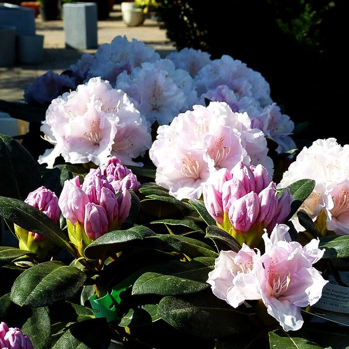 Yakushima-Rhododendron 'Schneekrone' (Rhododendron yak. I)