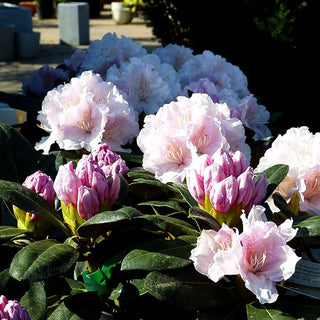 Yakushima-Rhododendron 'Schneekrone' (Rhododendron yak. I)