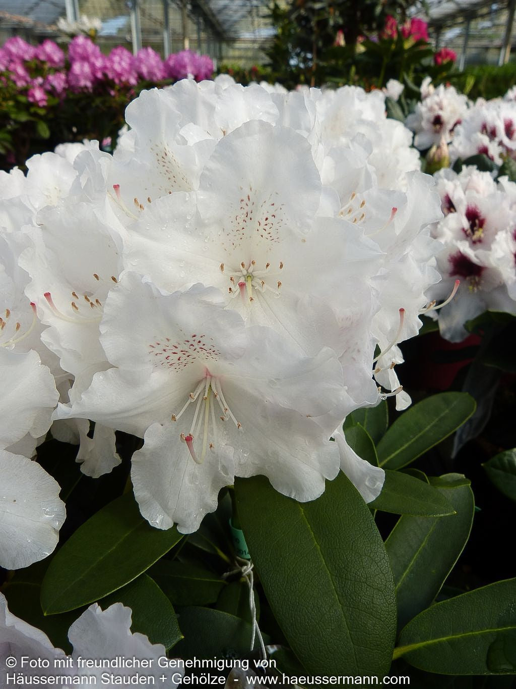Yakushima-Rhododendron 'Schneekrone' (Rhododendron yak. I)