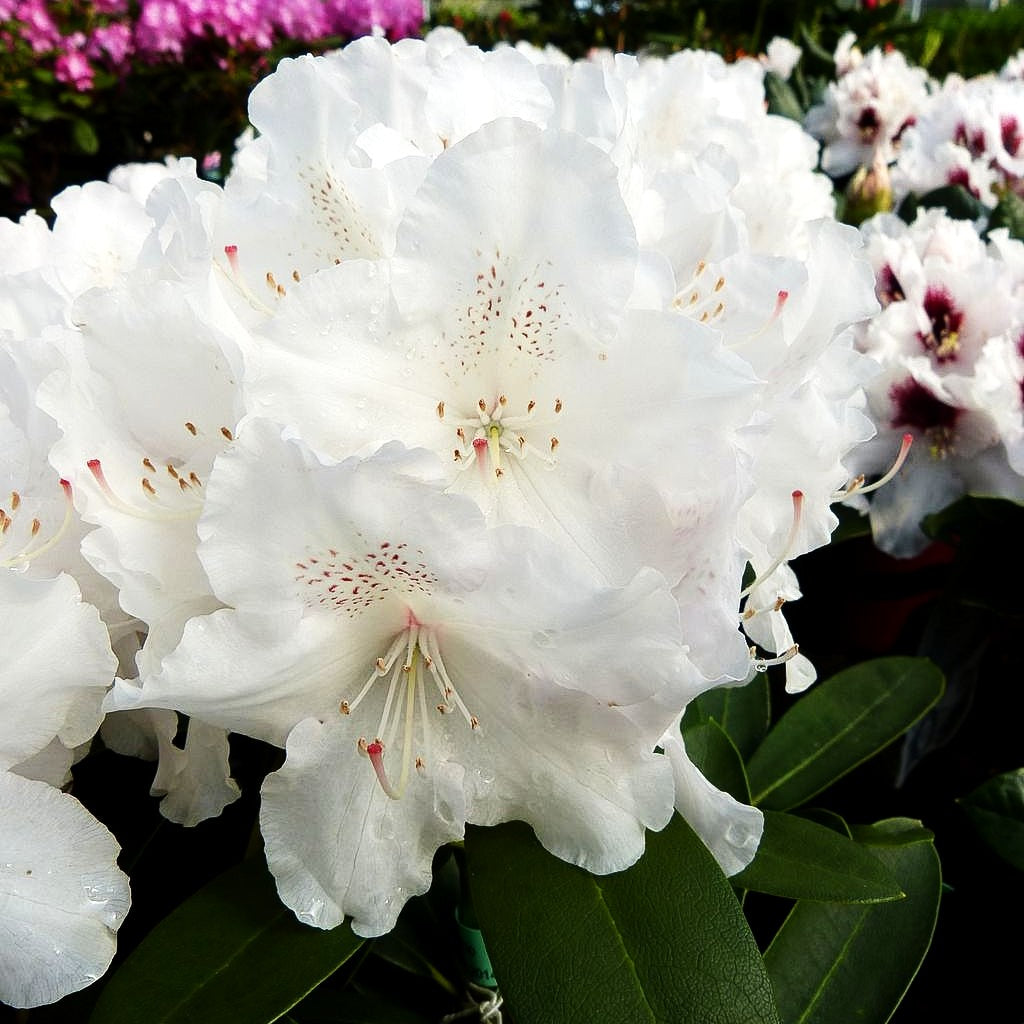 Yakushima-Rhododendron 'Schneekrone' (Rhododendron yak. I)