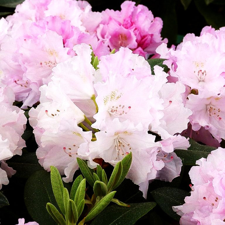 Yakushima-Rhododendron 'Silberwolke' (Rhododendron yak. I)