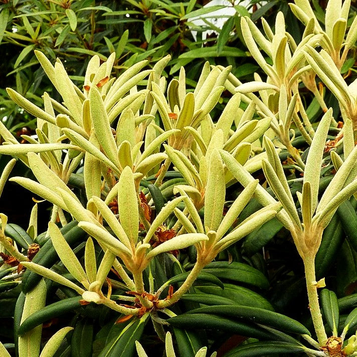 Yakushima-Rhododendron 'Yaku Angel' (Rhododendron yak.)