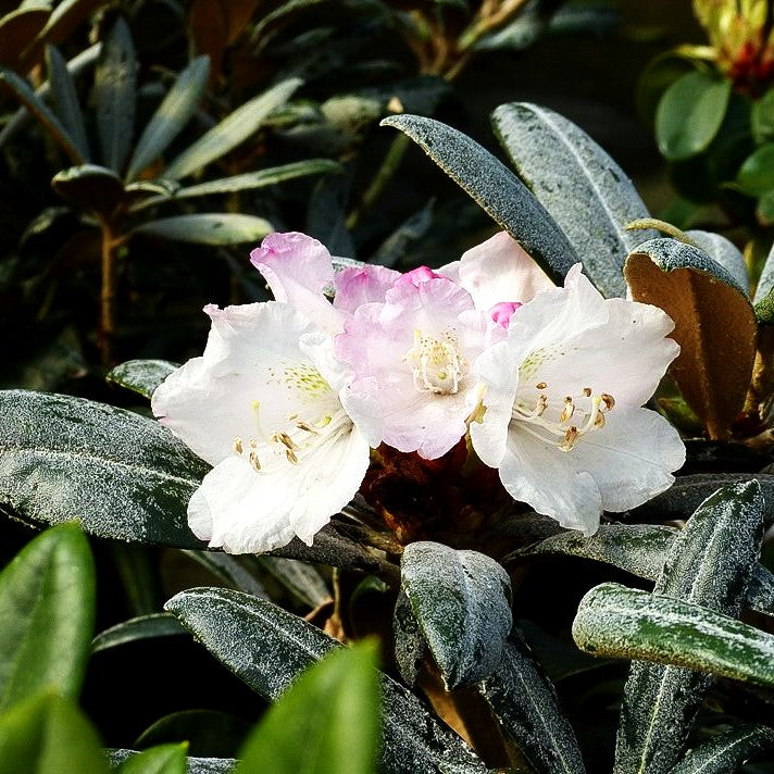 Yakushima-Rhododendron 'Yaku Angel' (Rhododendron yak.)