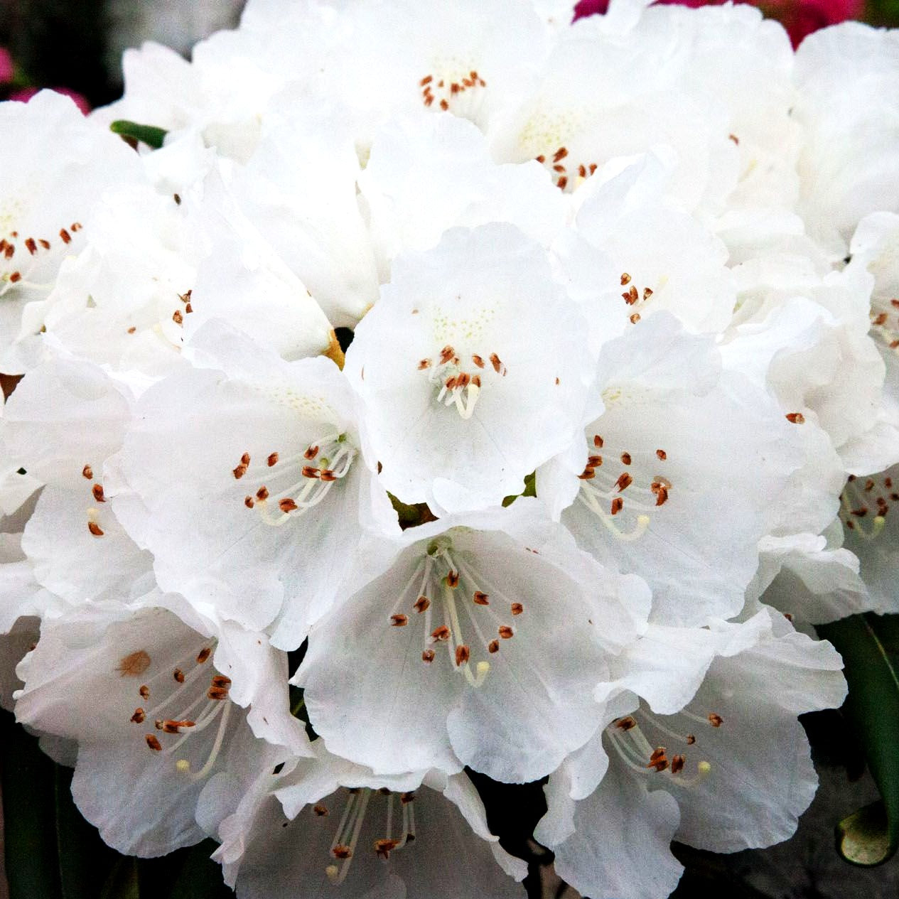 Yakushima-Rhododendron 'Yaku Angel' (Rhododendron yak.)