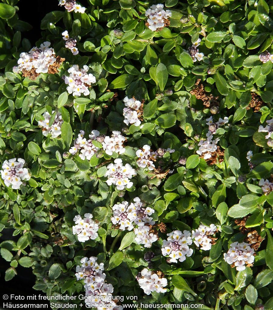 Yerba de la Sainte Maria, Teppich-Verbene (Lippia nodiflora)
