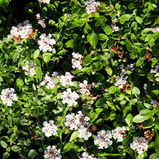 Yerba de la Sainte Maria, Teppich-Verbene (Lippia nodiflora)
