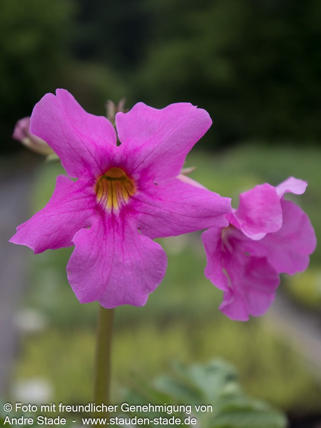 Yunnan-Freilandgloxinie (Incarvillea delavayi)