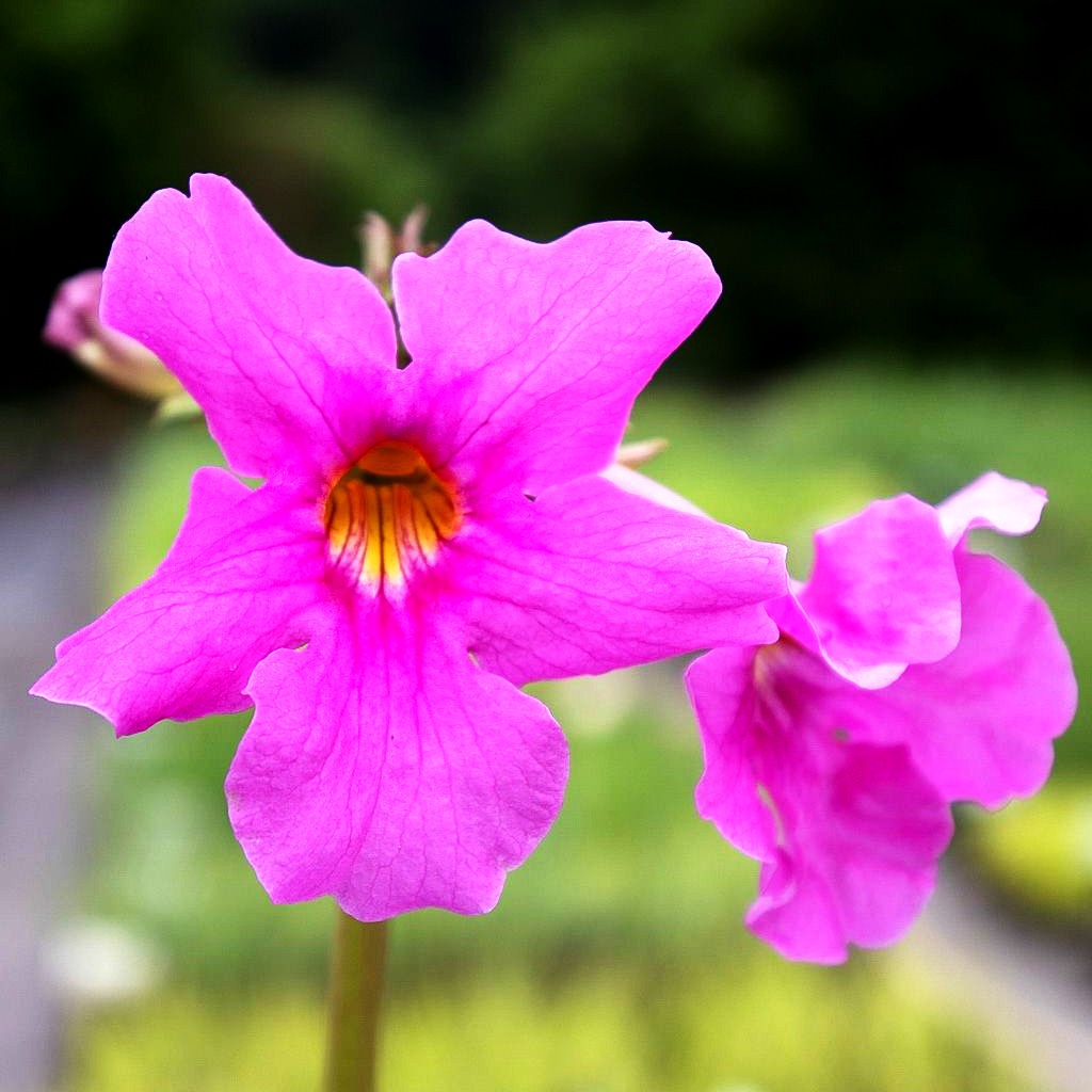 Yunnan-Freilandgloxinie (Incarvillea delavayi)