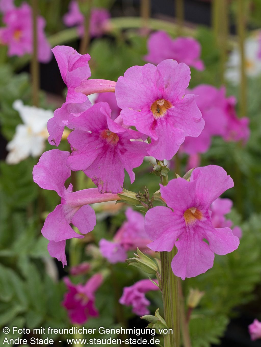 Yunnan-Freilandgloxinie (Incarvillea delavayi)