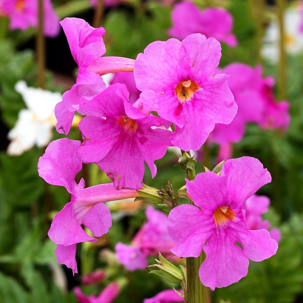 Yunnan-Freilandgloxinie (Incarvillea delavayi)