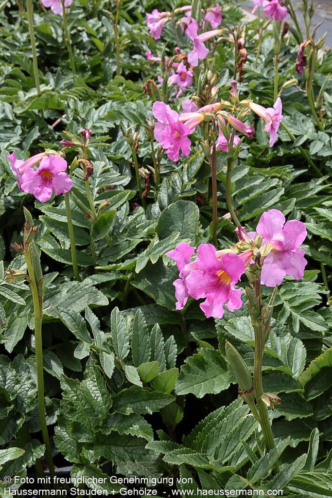 Yunnan-Freilandgloxinie (Incarvillea delavayi)