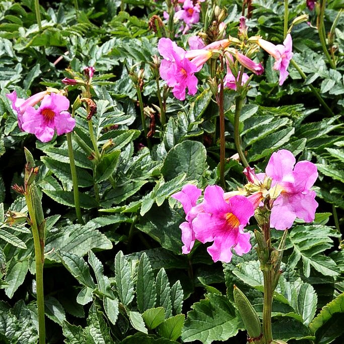 Yunnan-Freilandgloxinie (Incarvillea delavayi)