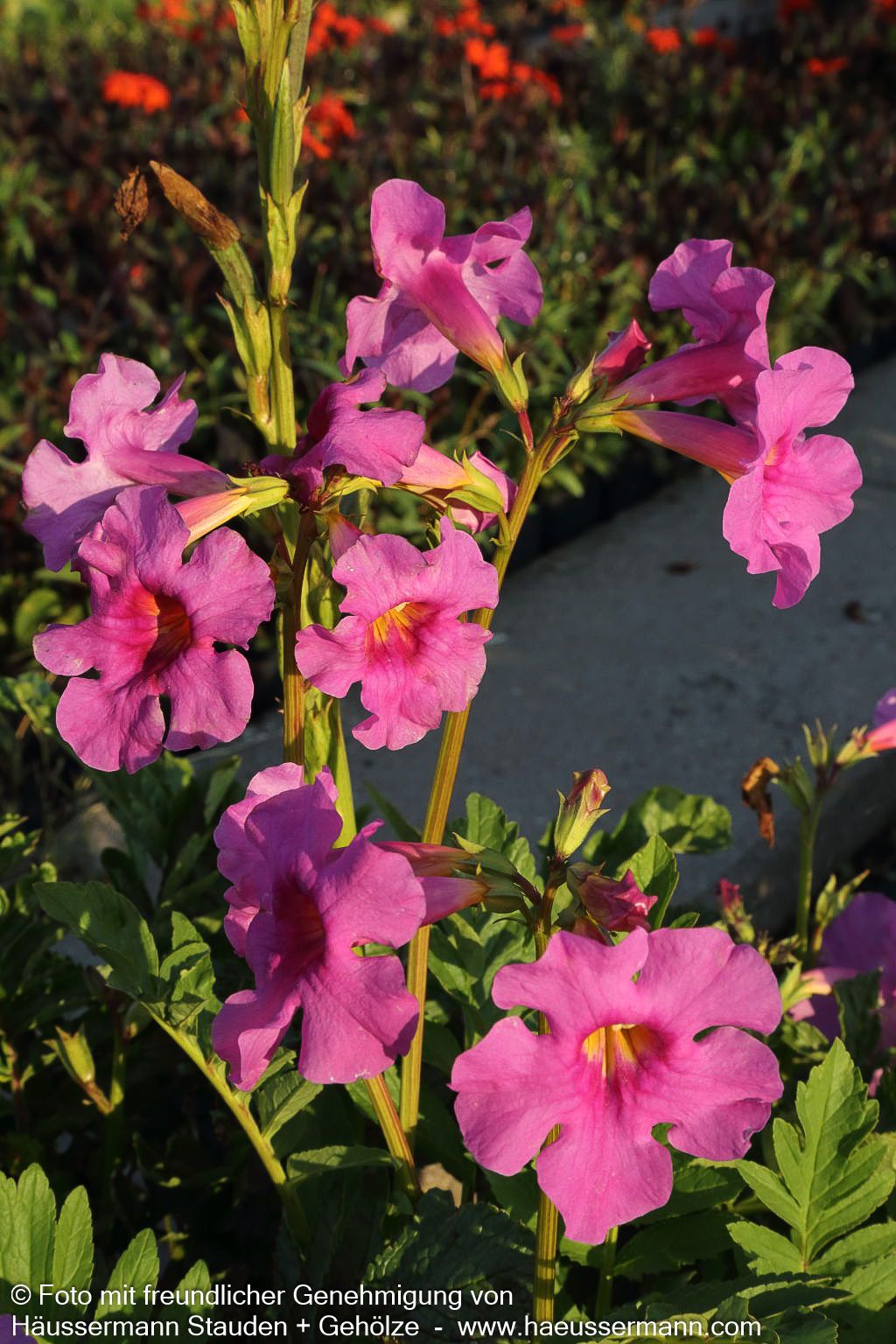 Yunnan-Freilandgloxinie (Incarvillea delavayi)