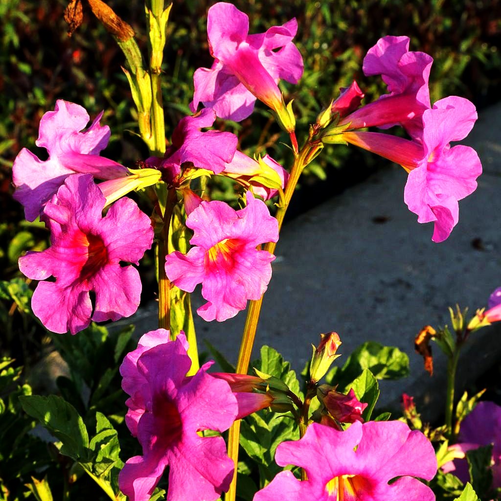 Yunnan-Freilandgloxinie (Incarvillea delavayi)