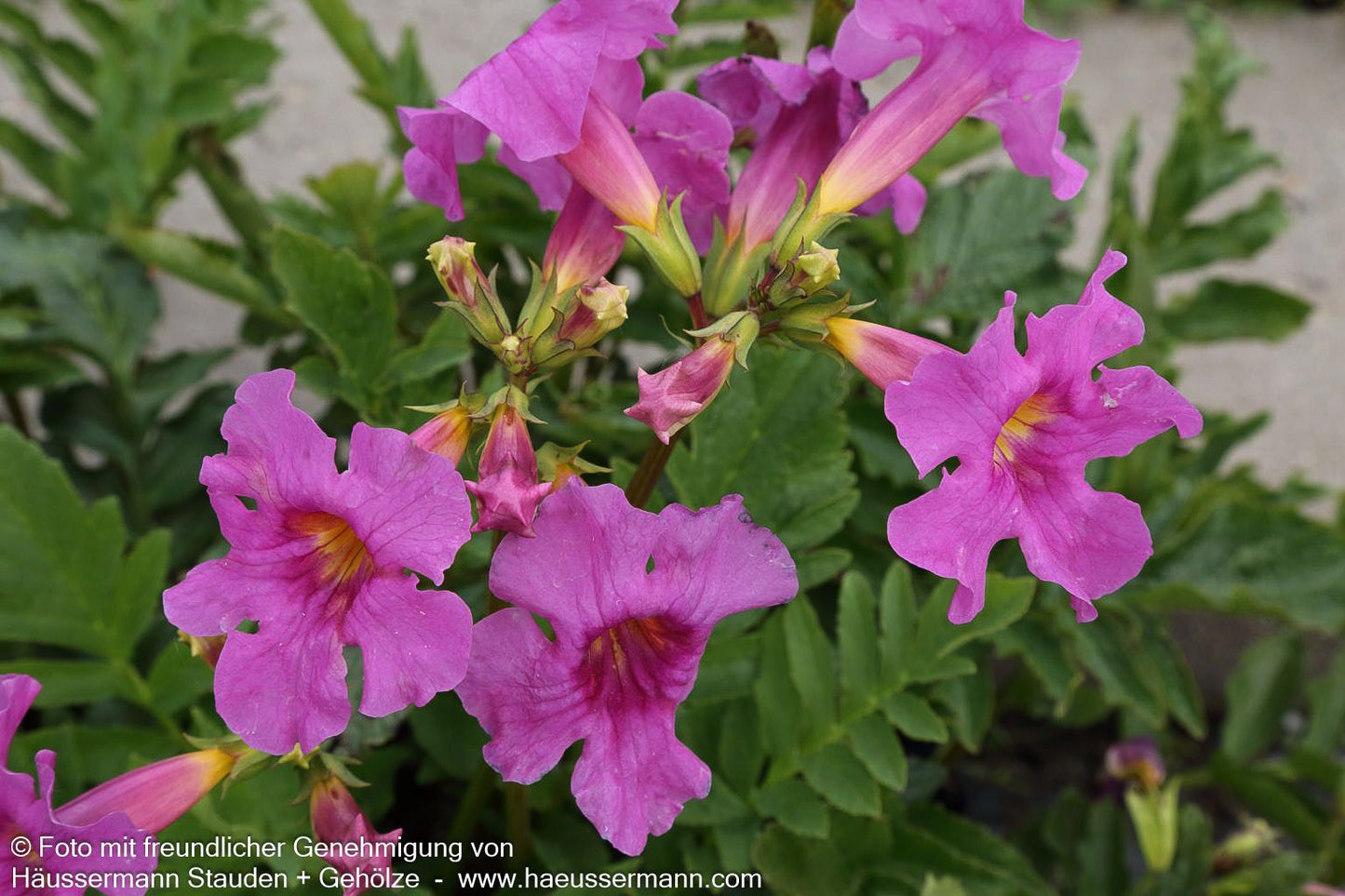 Yunnan-Freilandgloxinie (Incarvillea delavayi)