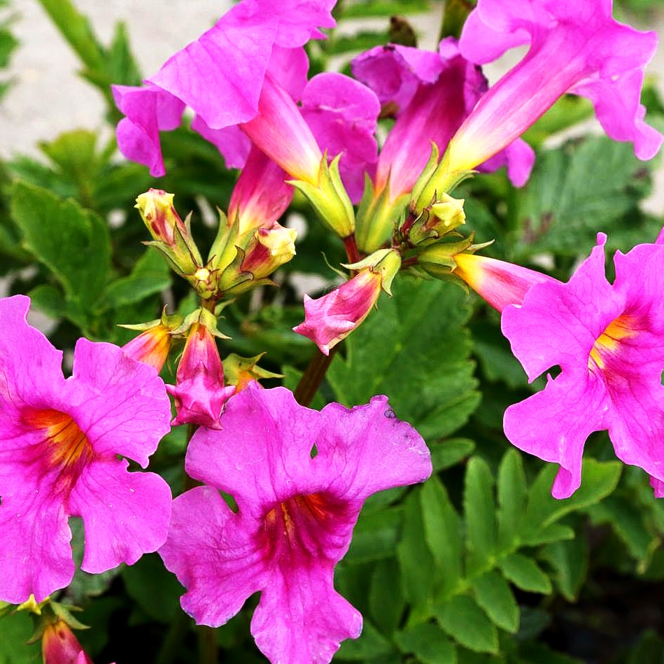Yunnan-Freilandgloxinie (Incarvillea delavayi)