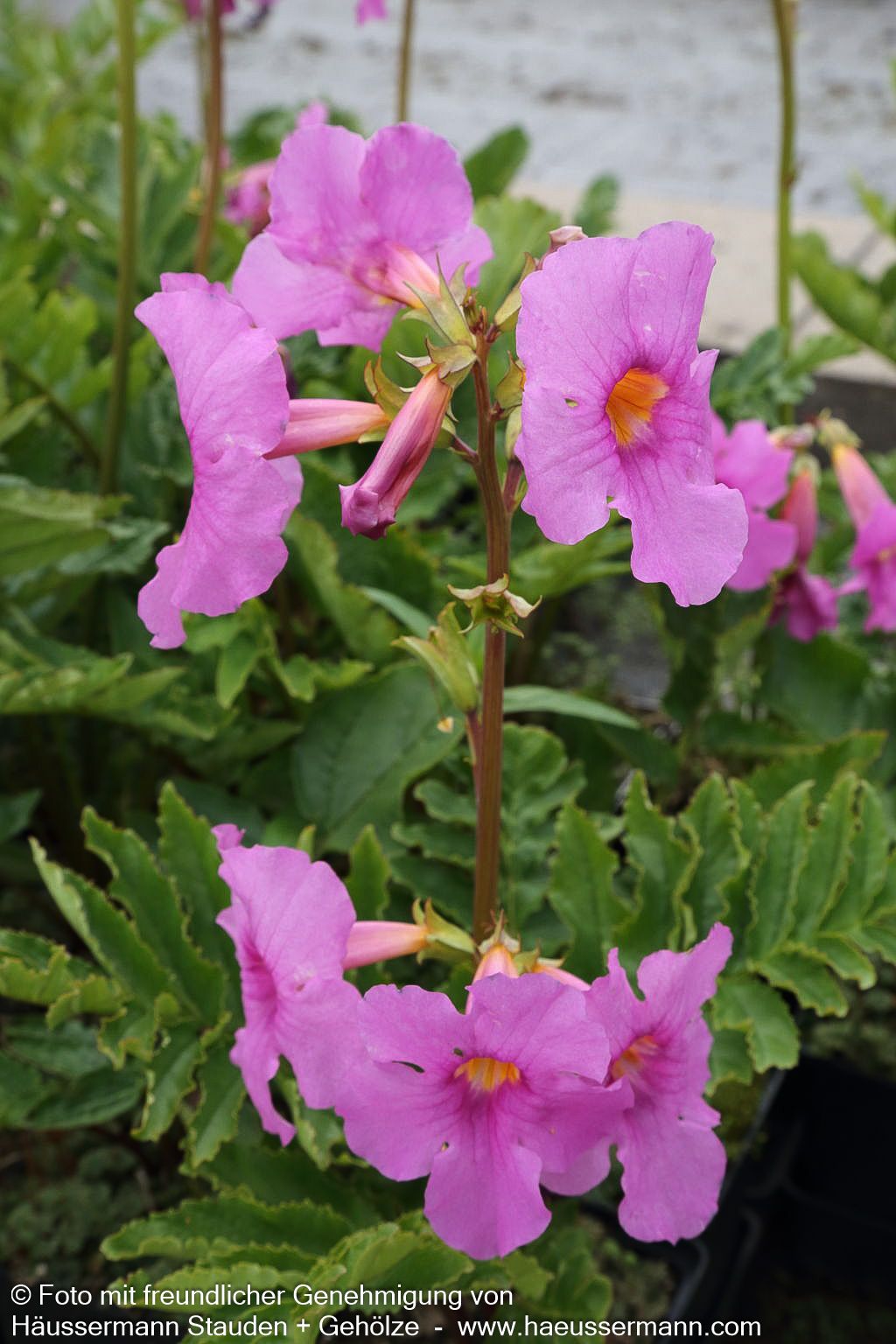 Yunnan-Freilandgloxinie (Incarvillea delavayi)